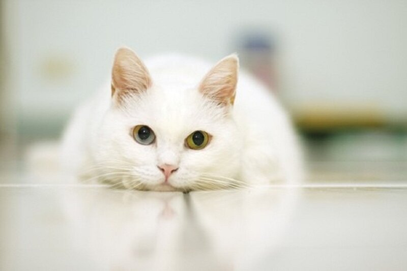 White Cat with Heterochromia — Calm, Photograph, Floor