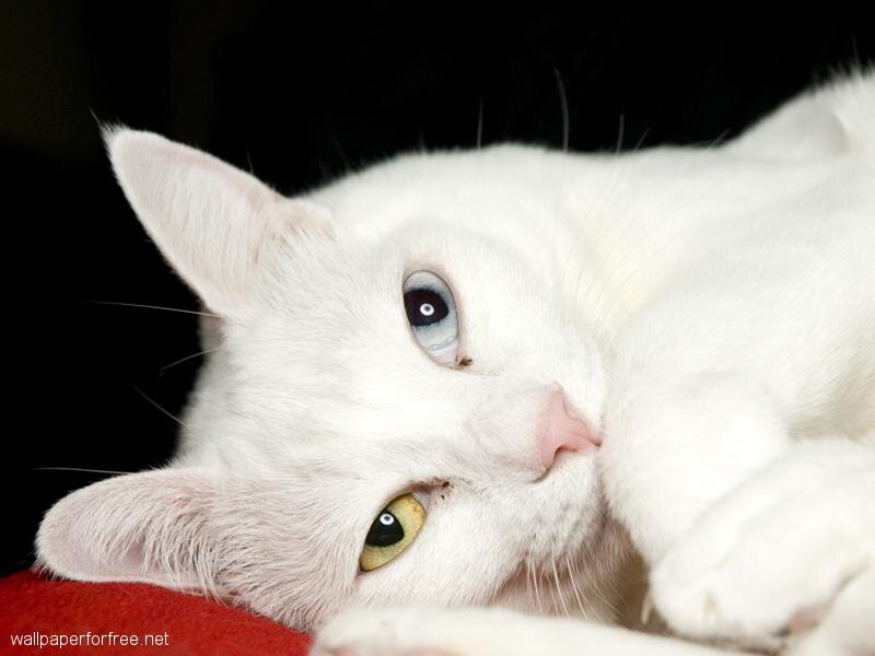 White Cat with Heterochromia — Calm, Photograph, Red Surface