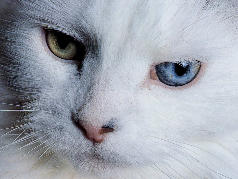 White Cat with Heterochromia — Calm, Photograph