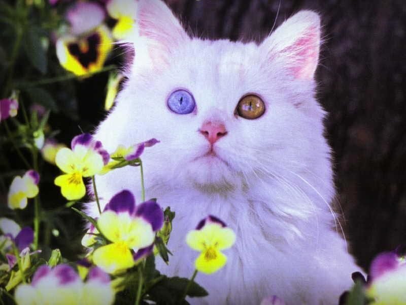 White Cat with Heterochromia — Calm