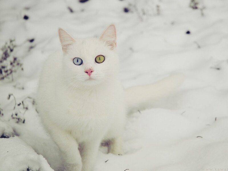 White Cat with Heterochromia — Calm, Winter
