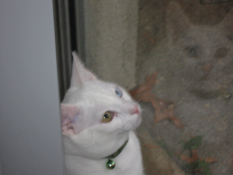 White Cat with Heterochromia — Curious, Photograph, Collar