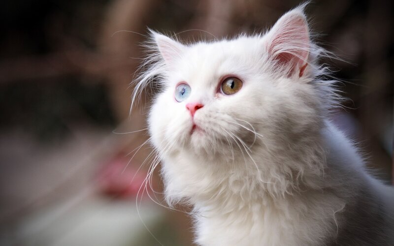 White Cat with Heterochromia — Curious, Photograph, Eyes, Whiskers