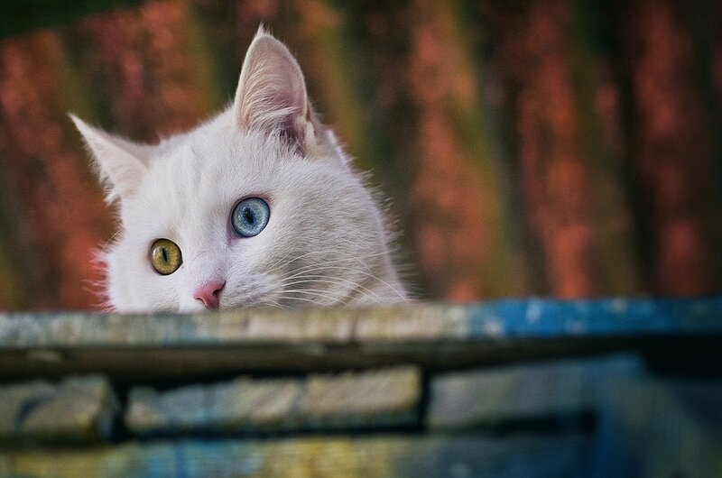 White Cat with Heterochromia — Curious, Photograph, Fence
