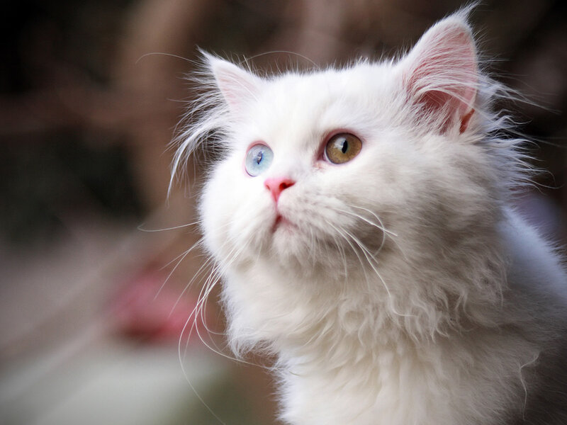 White Cat with Heterochromia — Curious, Photograph
