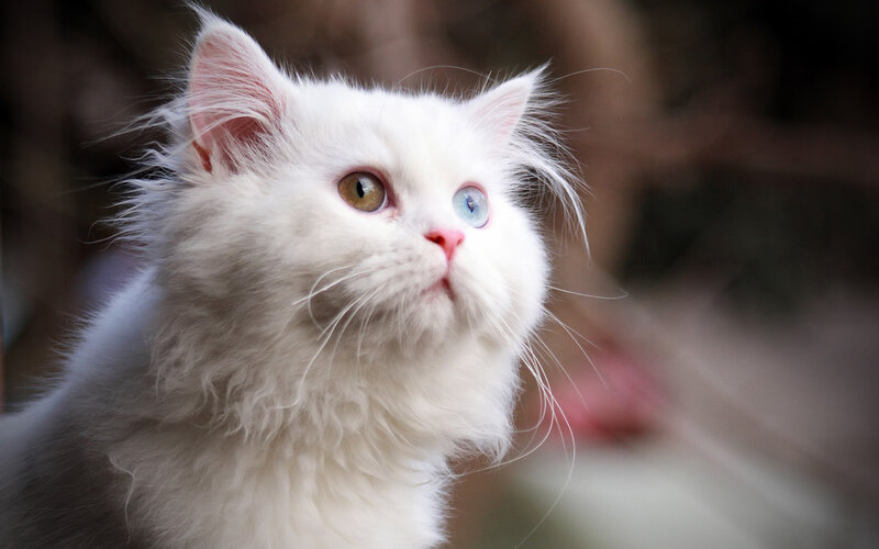 White Cat with Heterochromia — Curious