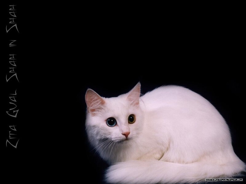 White Cat with Heterochromia — Dramatic, Photograph, Black Background