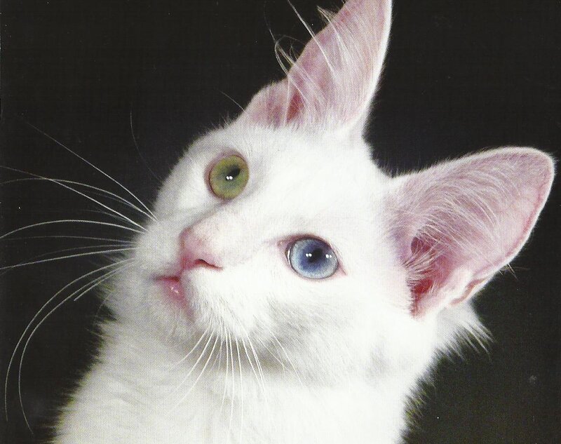 White Cat with Heterochromia — Dramatic, Photograph, Eyes