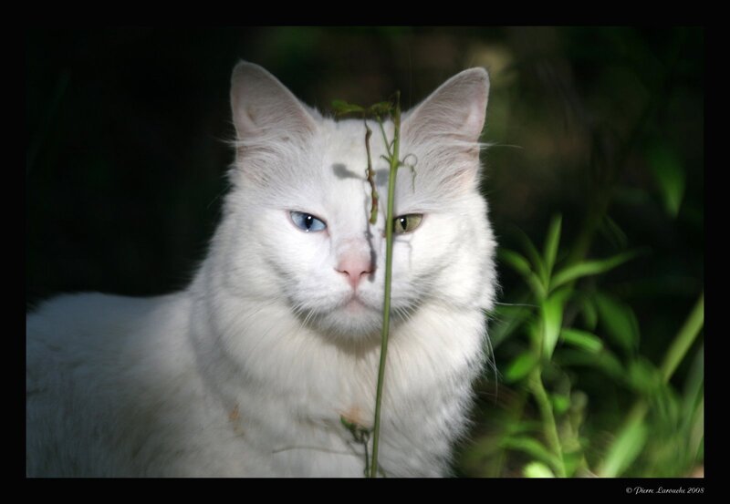 White Cat with Heterochromia — Dramatic, Photograph, Plant