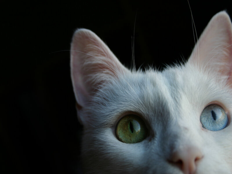 White Cat with Heterochromia — Dramatic, Photograph