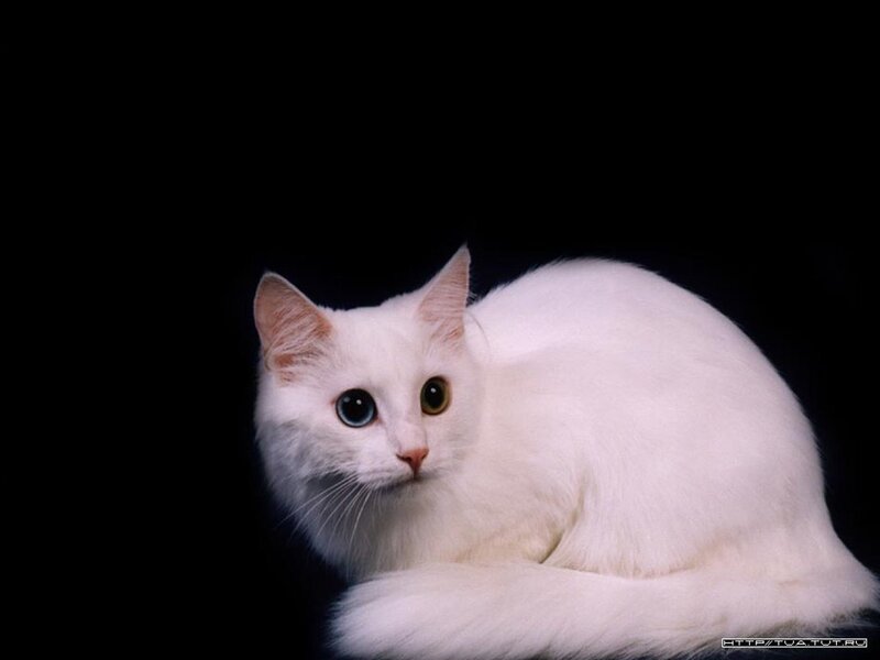 White Cat with Heterochromia — Dramatic