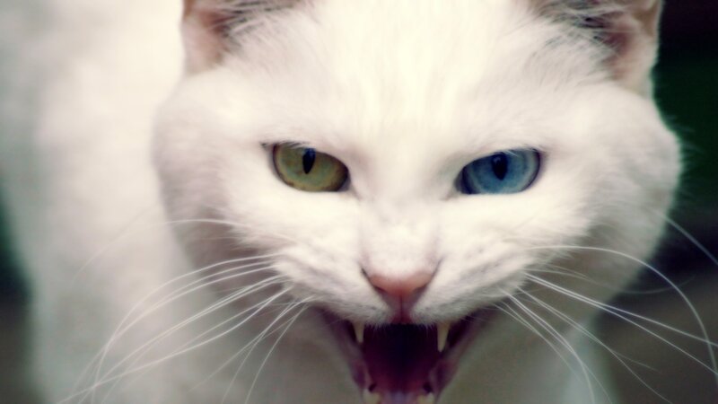 White Cat with Heterochromia — Intense, Photograph, Eyes, Open Mouth