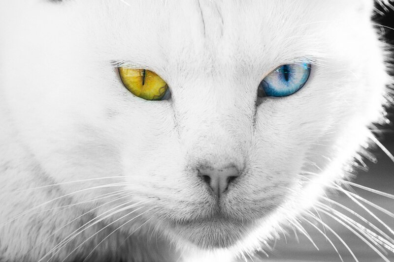 White Cat with Heterochromia — Intense, Photograph, Eyes, Whiskers