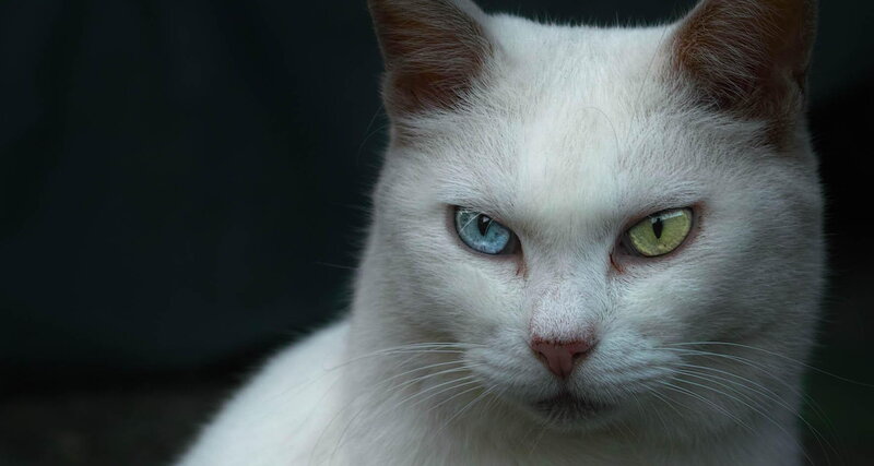White Cat with Heterochromia — Intense, Photograph