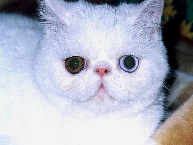 White Cat with Heterochromia — Neutral