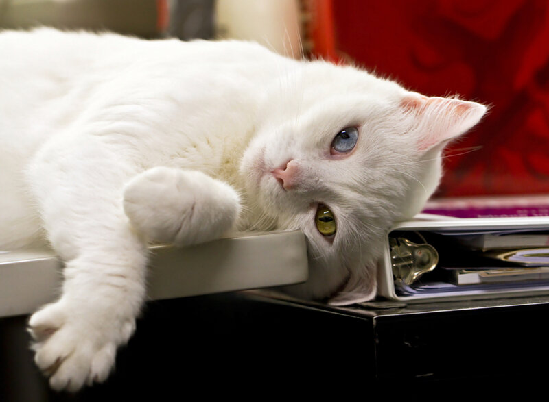 White Cat with Heterochromia — Relaxed, Photograph