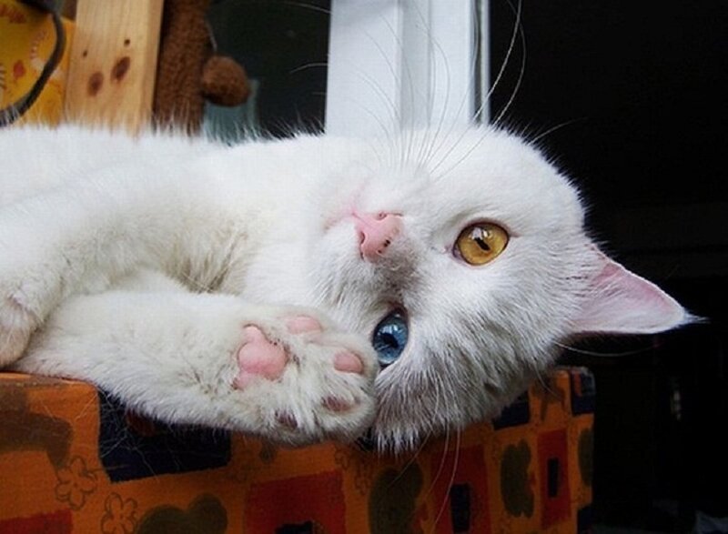 White Cat with Heterochromia — Relaxed