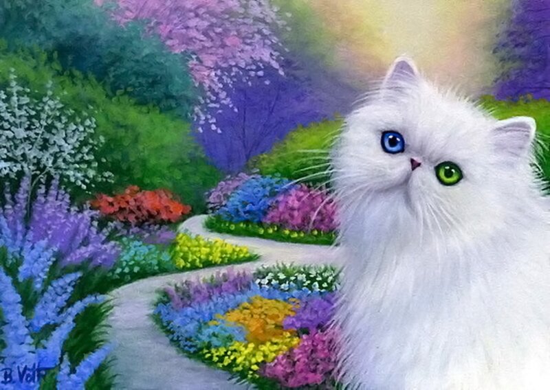 White Cat with Heterochromia — Serene