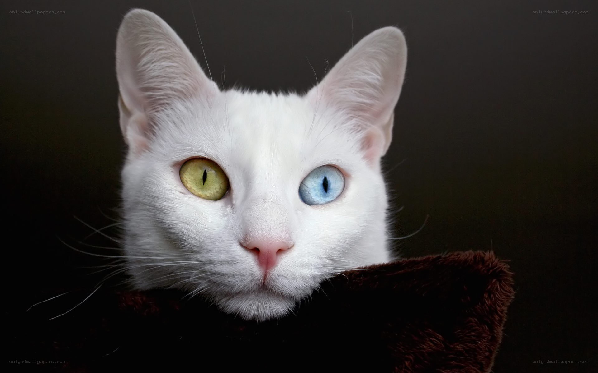 white cat with heterochromia