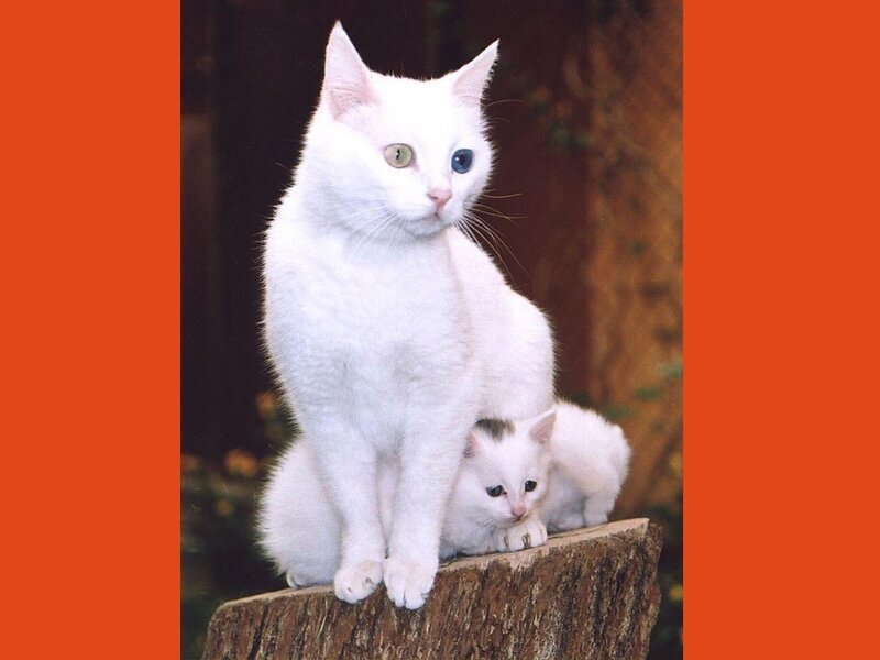 White cat with kitten