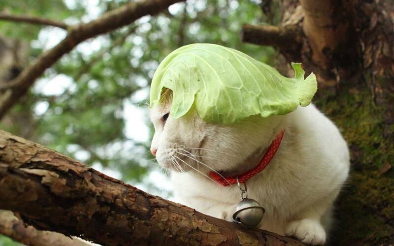 White Cat with Leaf Hat