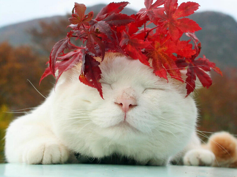 White Cat with Leaves