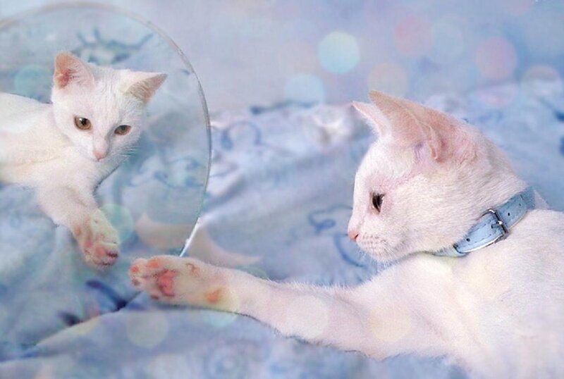 White Cat with Mirror