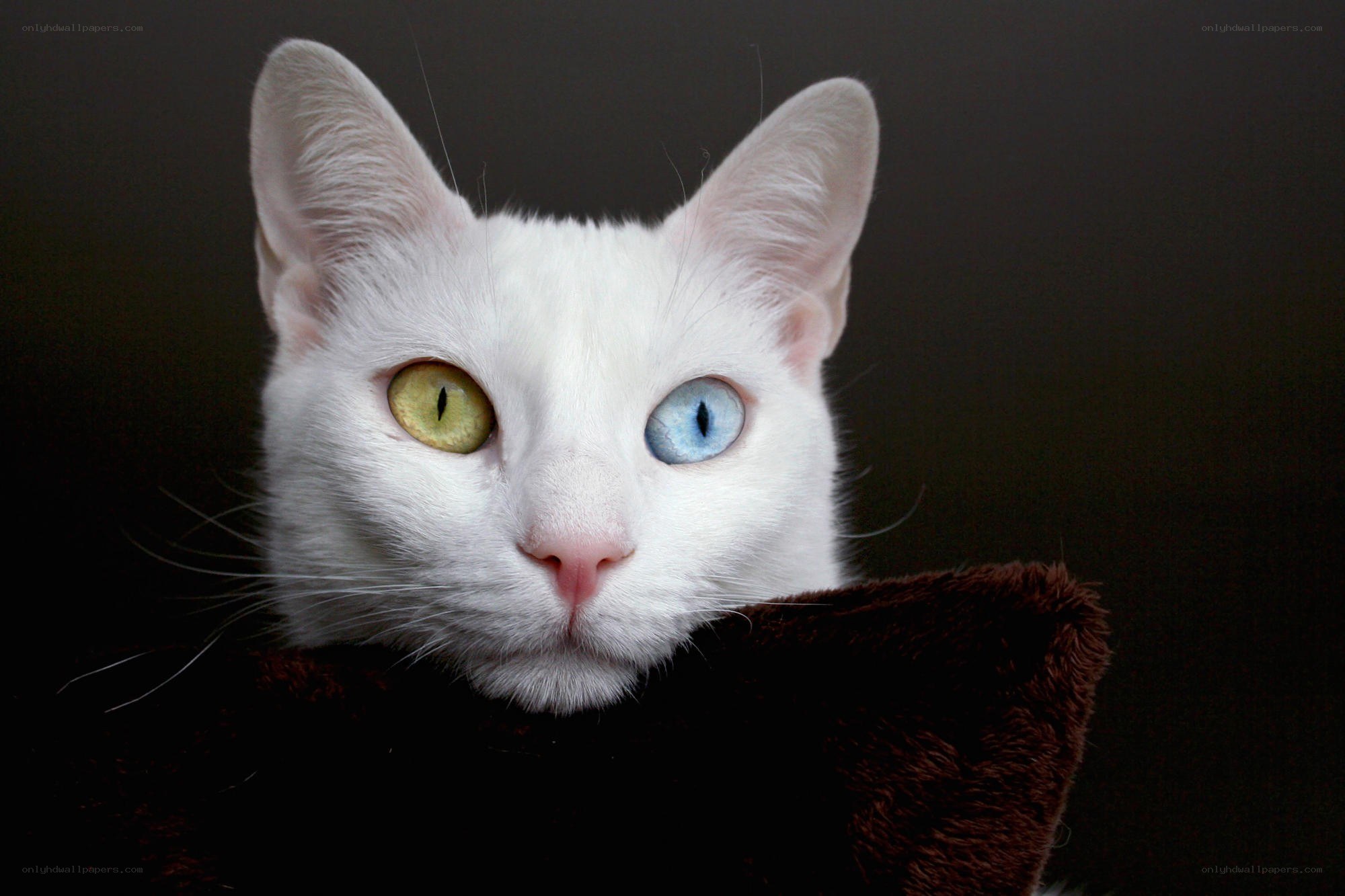 white cat with odd eyes