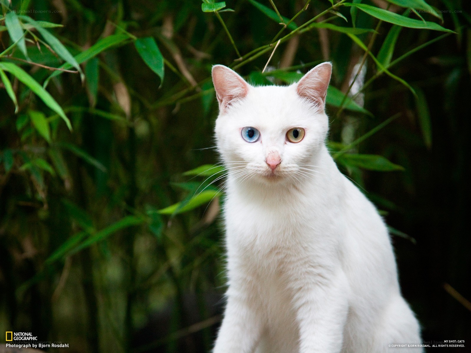 White cat with odd eyes
