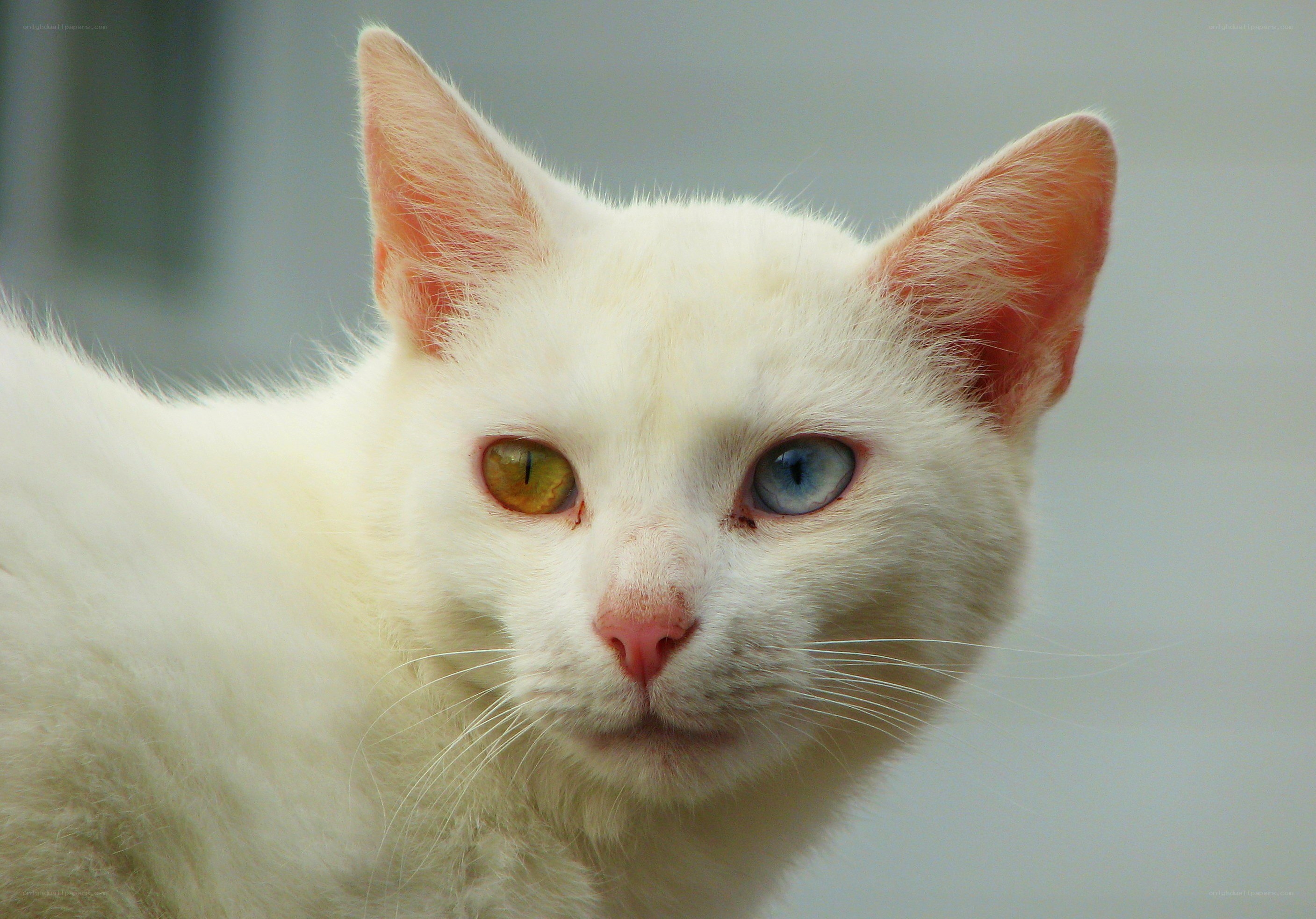 white cat with odd eyes