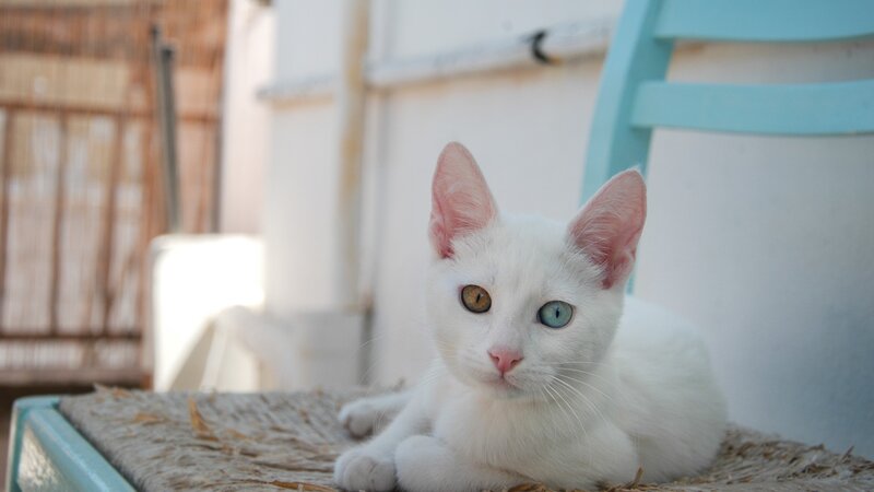white cat with odd eyes