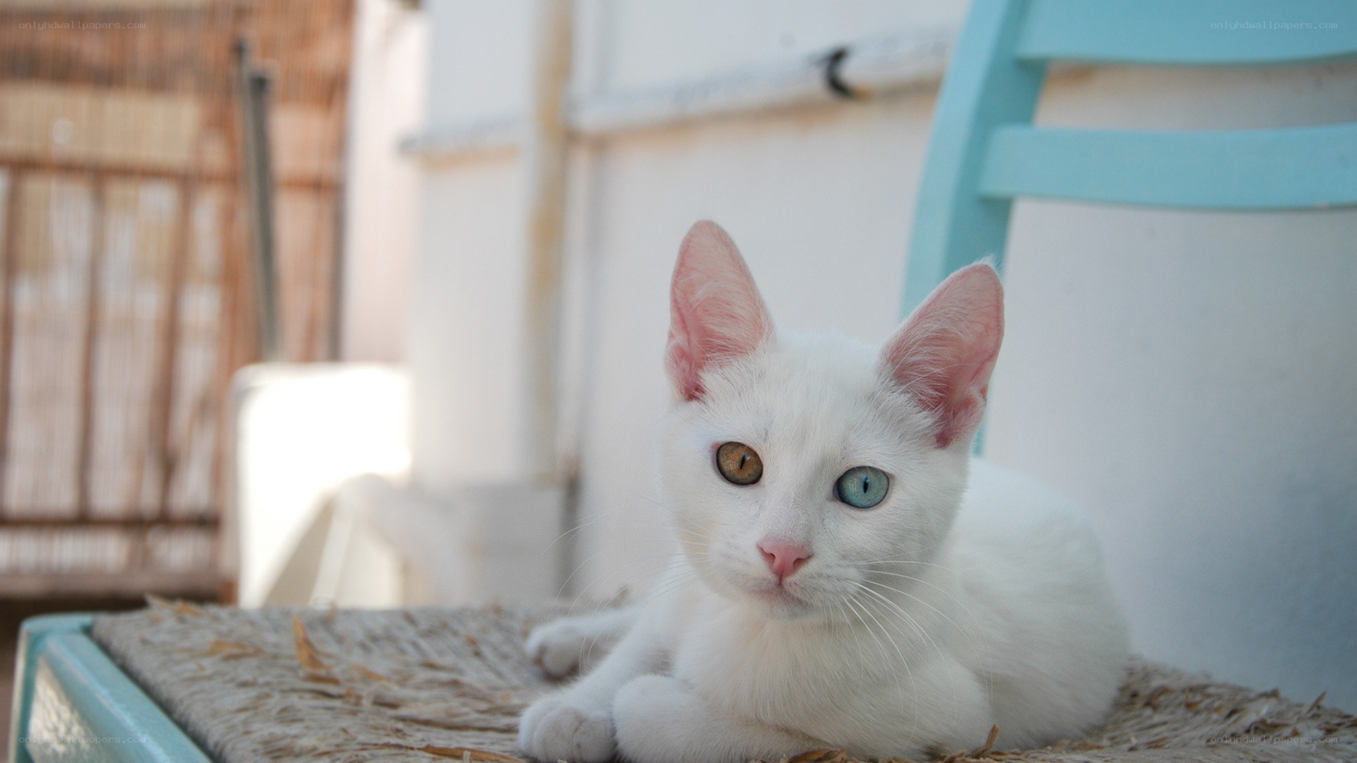 white cat with odd eyes