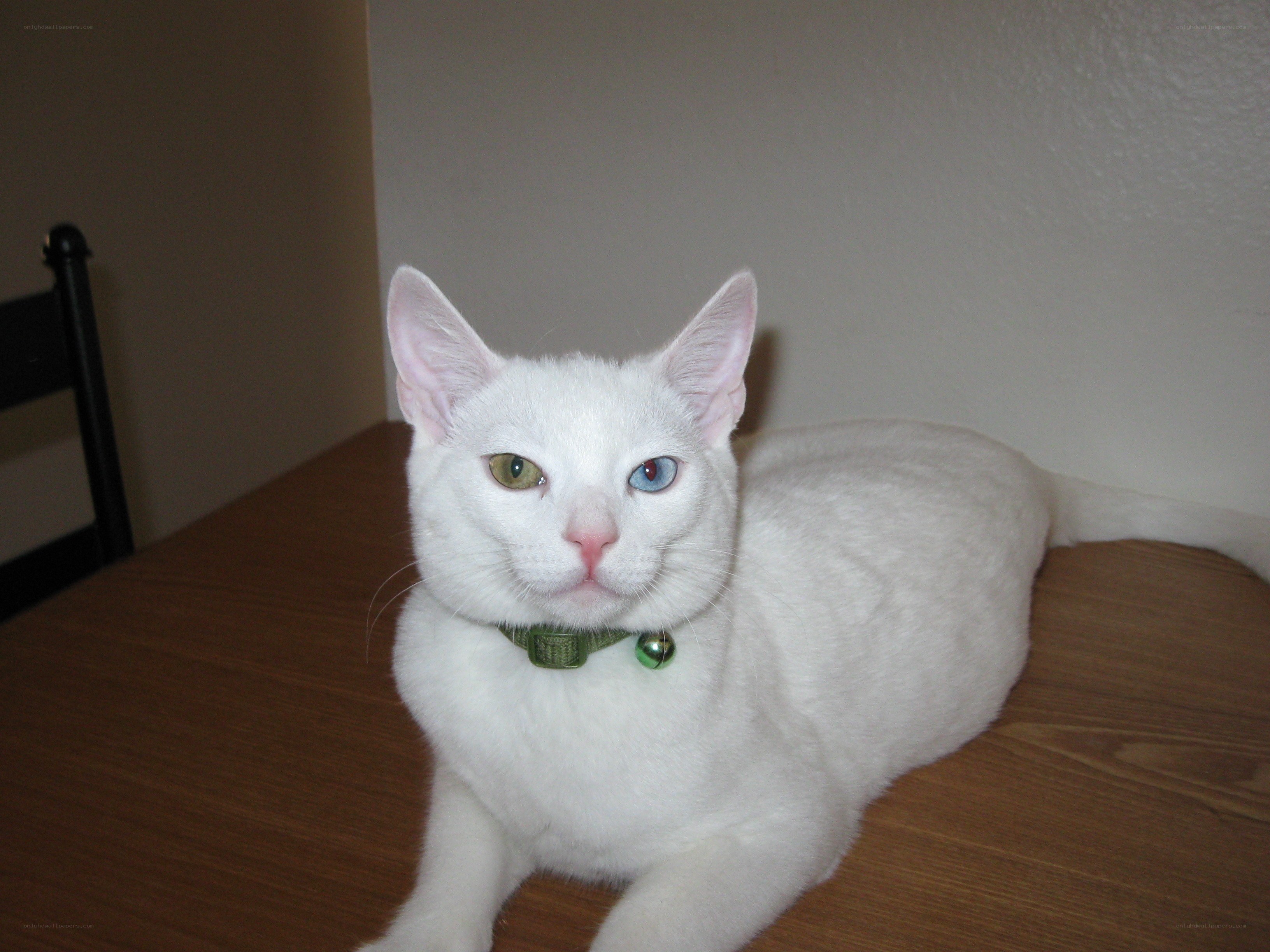 white cat with odd eyes