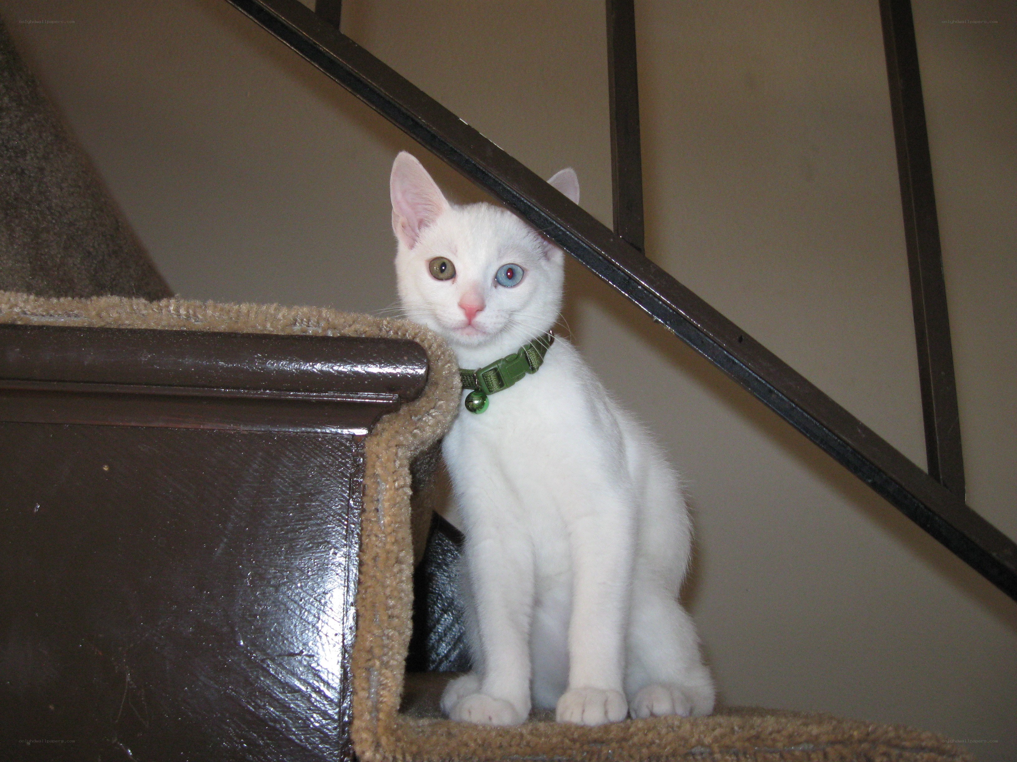 white cat with odd eyes
