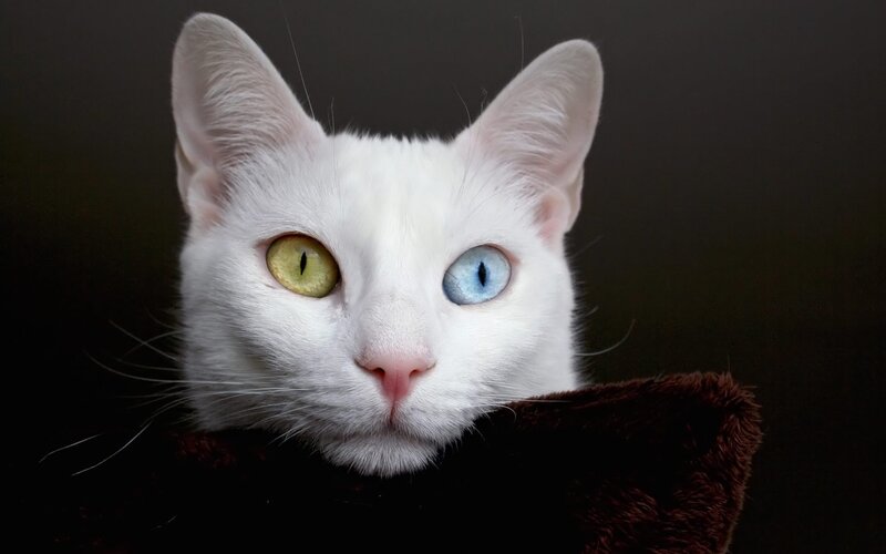 white cat with odd eyes
