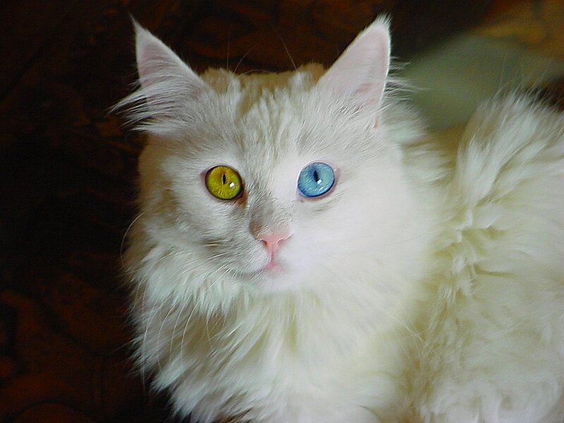 white cat with odd eyes