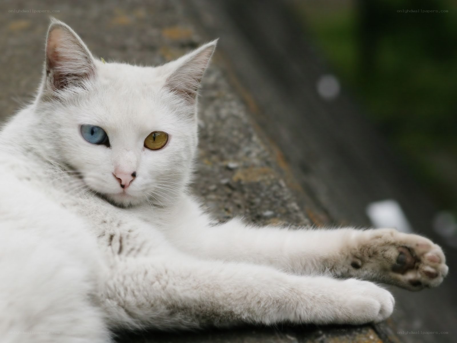 white cat with odd eyes