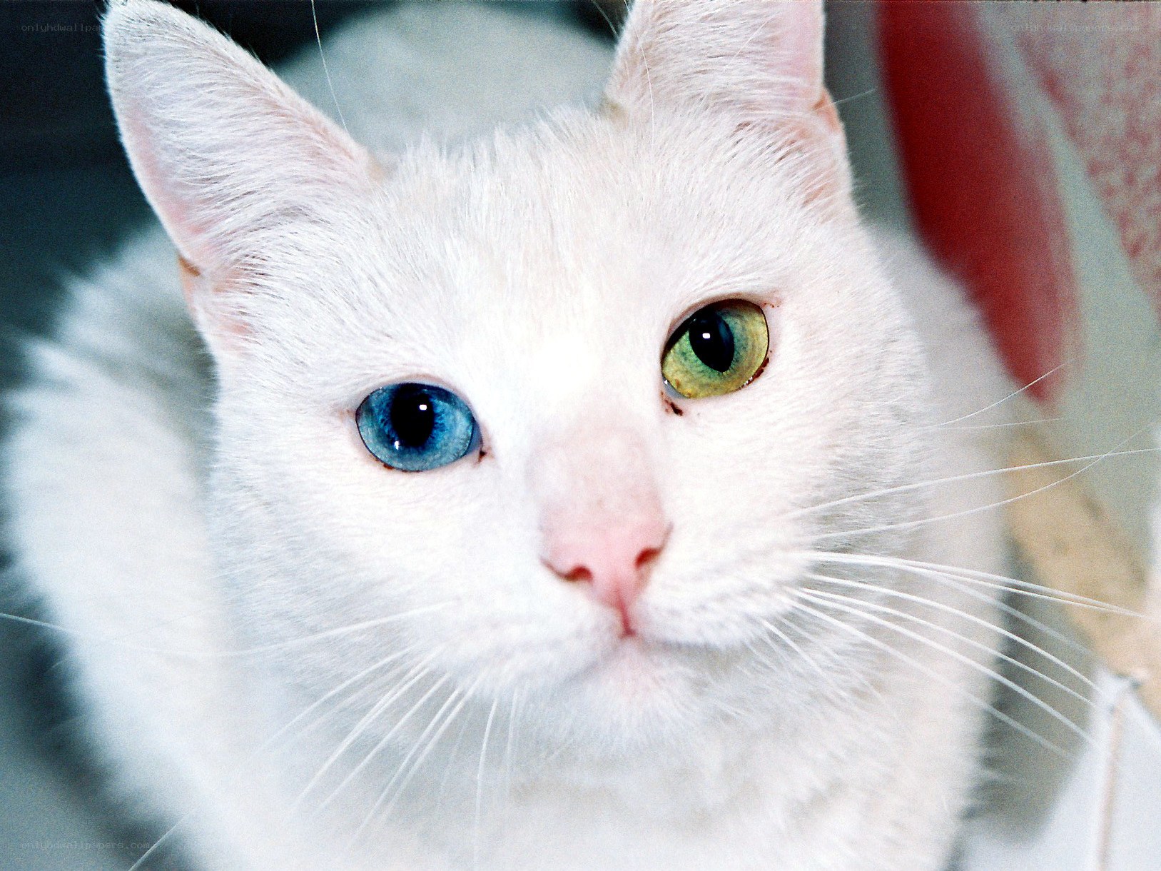 white cat with odd eyes