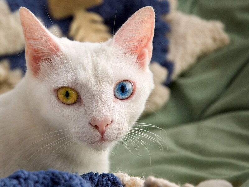 white cat with odd eyes
