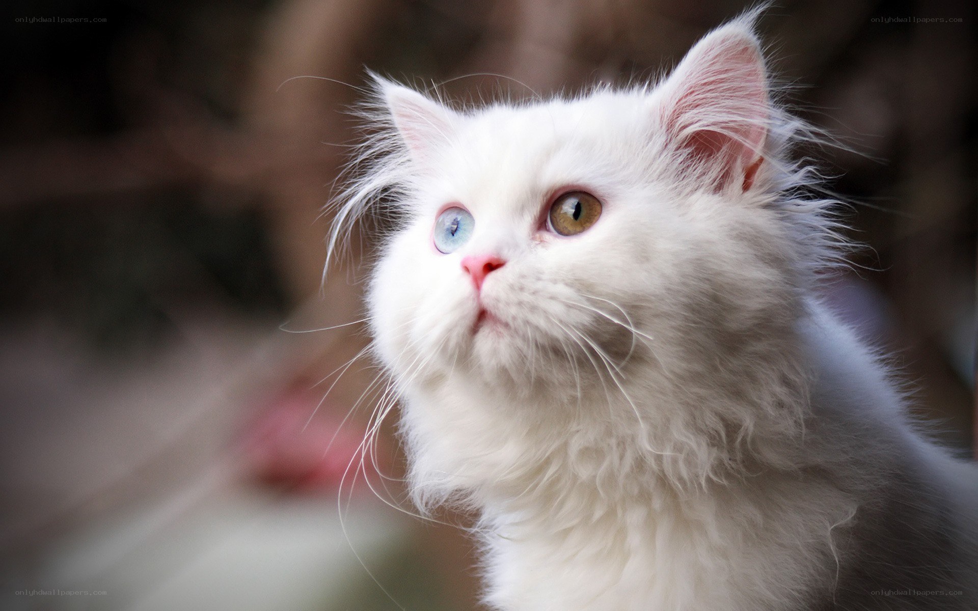 white cat with odd eyes