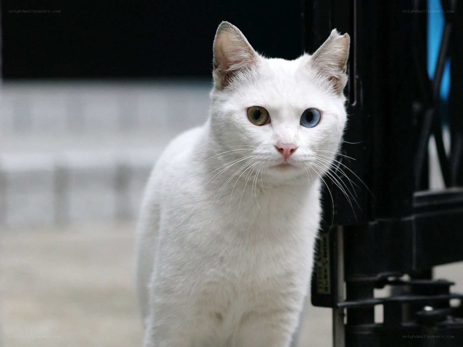white cat with odd eyes