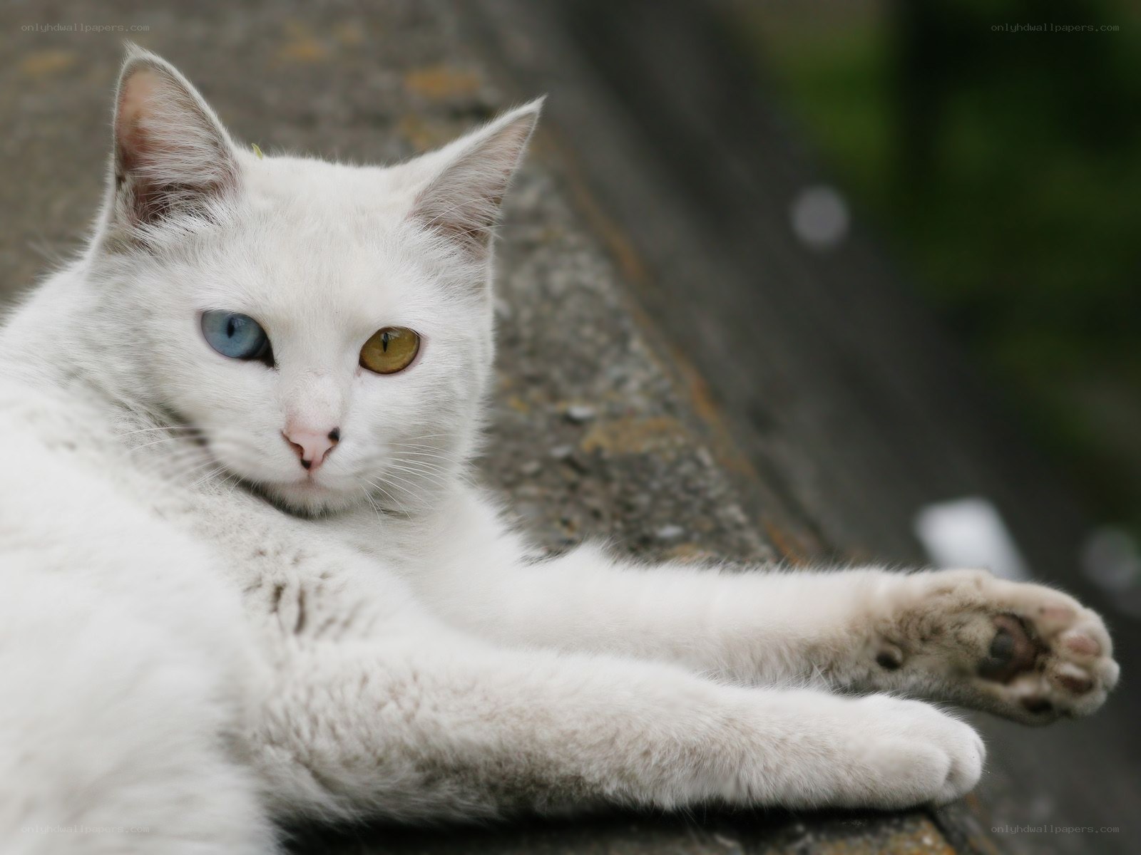 white cat with odd eyes