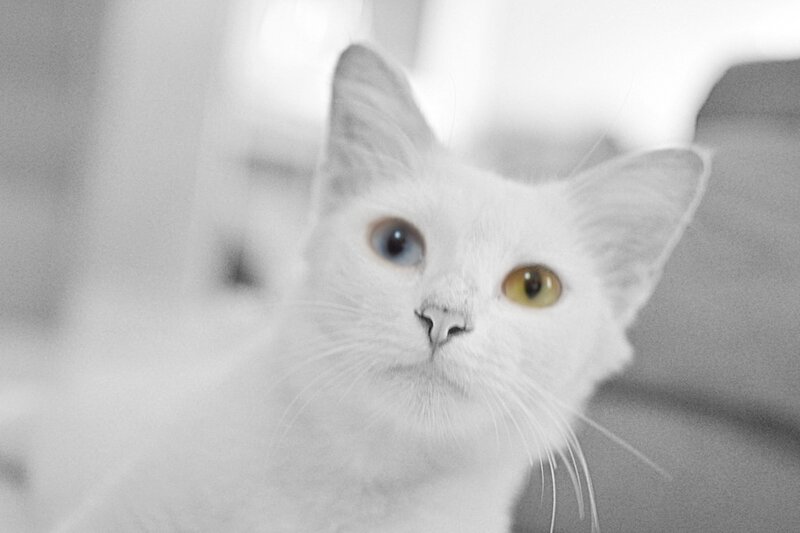 white cat with odd eyes