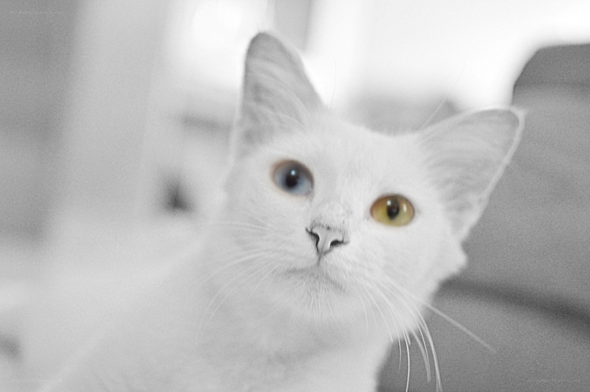 white cat with odd eyes