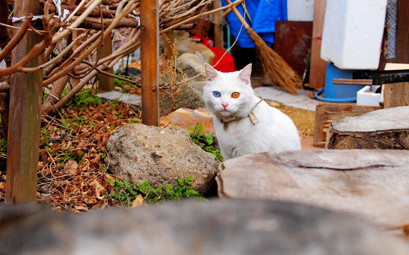 White Cat with Odd Eyes — Calm, Autumn