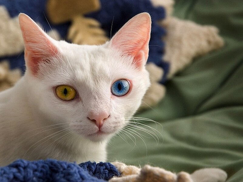 White Cat with Odd Eyes — Calm, Photograph, Blanket