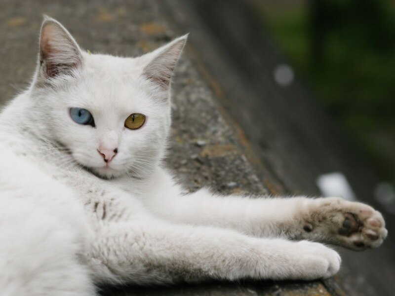 White Cat with Odd Eyes — Calm, Photograph, Concrete Surface
