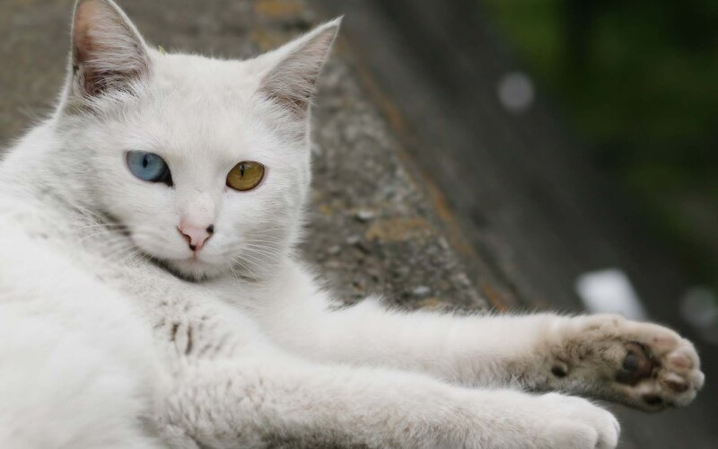 White Cat with Odd Eyes — Calm, Photograph