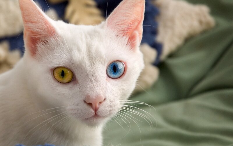 White Cat with Odd Eyes — Calm, Photograph, Whiskers, Pillow