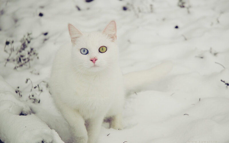 White Cat with Odd Eyes — Calm